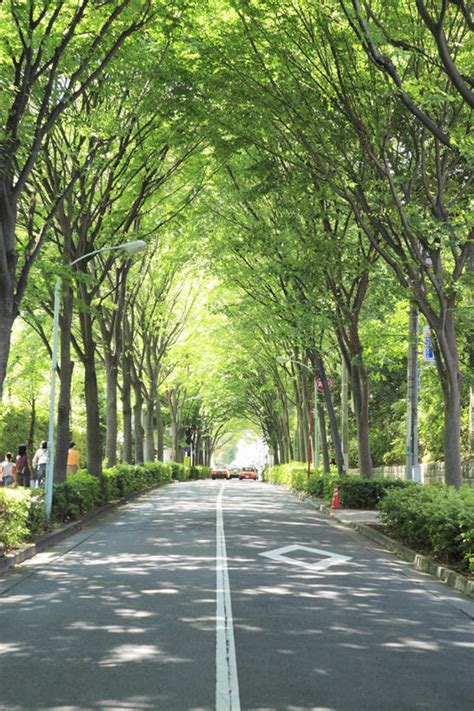 无人竖图室外白天正面消失点旅游度假草地草坪美景树林植物道路路公路东京日本亚洲阴影光线影子景观分界