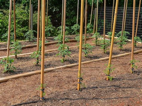 How Far Apart To Plant Tomatoes