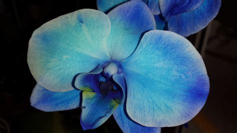 Blue Mystic Orchid Mystic, Orchids, Extreme, Green, Plants, Blue ...