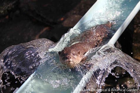 市川市動植物園（公式） On Twitter 折角ですから、つまらない（流れてる）カワウソをアップしておきます。この画像も過去画像ですが