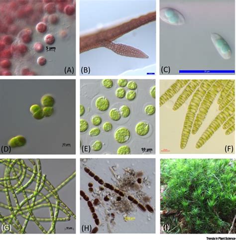 The Origin And Early Evolution Of Plants Trends In Plant Science