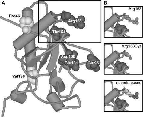 A Three Dimensional Protein Structure Model Of The Sonic Hedgehog Shh