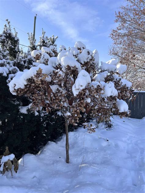 Hydrangea tree in winter 🌳 ️ What to expect and how to care