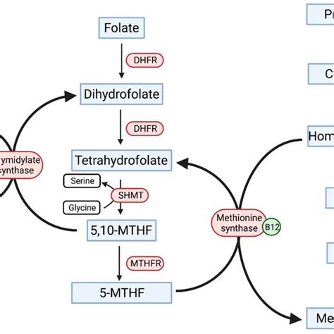 Folic Acid Cycle And Homocysteine Metabolism Dna Deoxyribonucleic Download Scientific Diagram