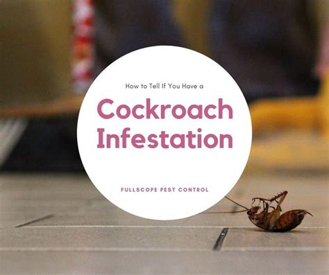 Signs Of Cockroach Infestation FullScope Pest