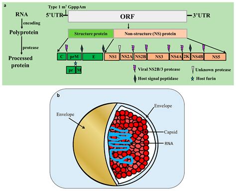 Viruses Free Full Text Structures And Functions Of The Envelope