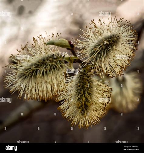 Spring Flowering Of Silvery Pussy Willow Close Up Stock Photo Alamy