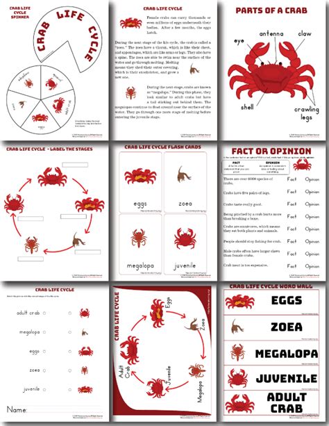 Crab Life Cycle Workbook Life Cycles Workbook Science Worksheets