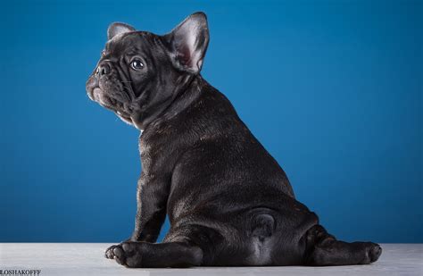 a small black dog sitting on top of a white floor next to a blue wall