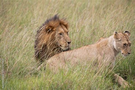 lion mating Stock Photo | Adobe Stock