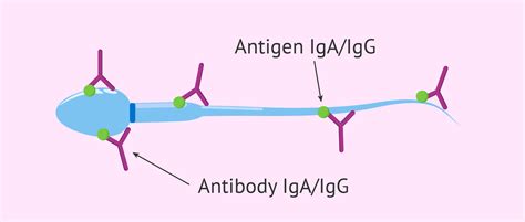 Definition of antisperm antibodies