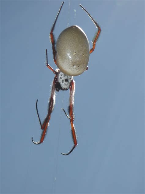 The Homeschool Den: Five Foot Spider's Web