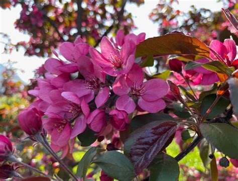 6 Stunning Crabapple Trees for Your Landscape