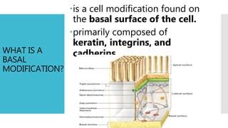 BASAL-MODIFICATION-PPT.pptx 