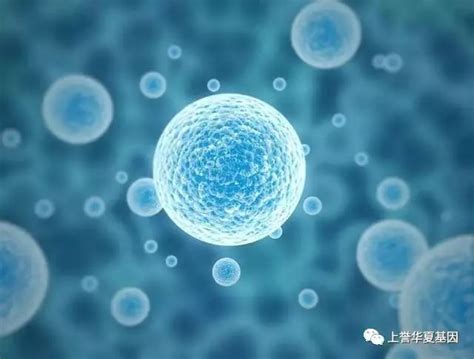 重磅：科学家最新发现nk细胞杀伤肿瘤的调控引擎