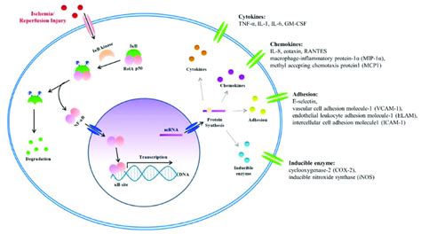 The Nuclear Factor Kappa B Nf κb Signal And Inflammatory Factors In