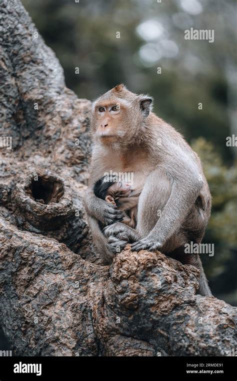 Macaque Monkeys And Baby Monkey In Phetchaburi Thailand Asia Stock