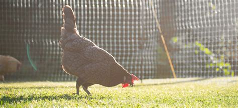 Omlet Chicken Fencing Poultry Netting For Chickens Omlet