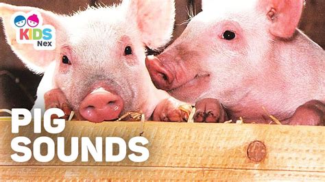 Animal Sounds For Kids Pig Sounds Oink For Children Youtube