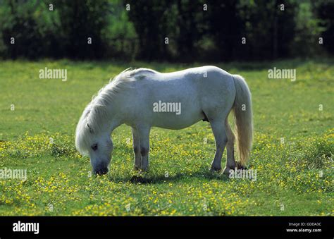 Pony Shetland In Blumenwiese Stockfotos Und Bilder Kaufen Alamy