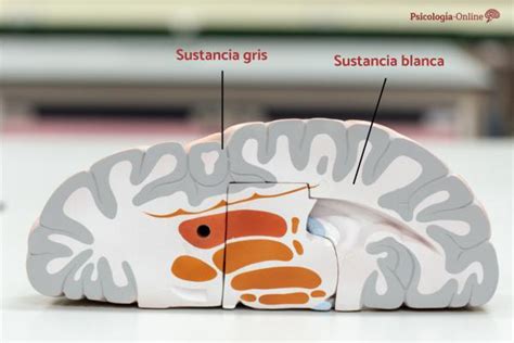 Mammillary Bodies What They Are Location And Functions 2025