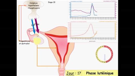 Les Cycles Sexuels Féminins Les Différents Rétrocontrôles Youtube