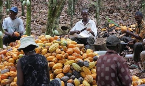 Un Centre De Formation La Certification Du Cacao Cr Dans La L Ki