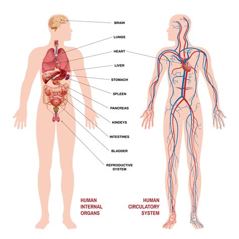 Circulatory System Organs And Functions