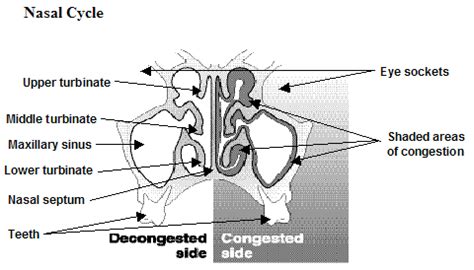 Nose Revision Surgery and Surgeons: Nasal Cycle, Turbinates & Sleep