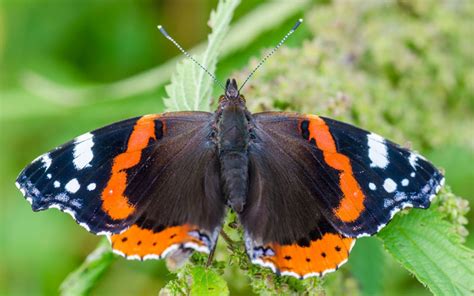 Vanessa Atalanta Butterfly - Species Profile & Facts - Insectic