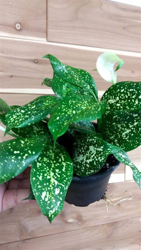 Dracena Gold Dust 4" Pot (dracena surculosa) | Ephemera Terrariums ...