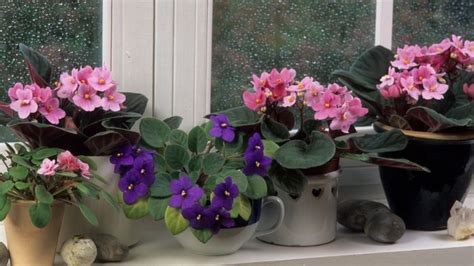 Best Potting Soil For African Violets A Comprehensive Guide To