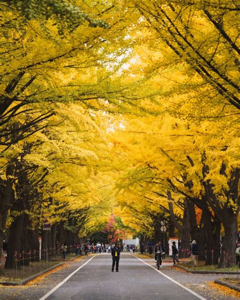 Autumn at Hokkaido University: Yellow Trees Lining the Streets ...