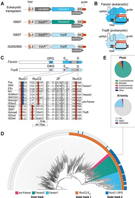 [pdf] Eukaryotic Rna Guided Endonucleases Evolved From A Unique Clade Of Bacterial Enzymes