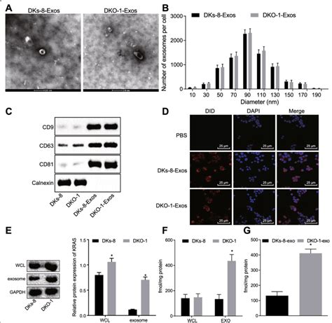 Crc Cells Transfer Kras Mutants To Neutrophils Via Exosomes A