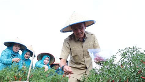 Instruksikan Manfaatkan Lahan Kosong Untuk Menanam Cabai