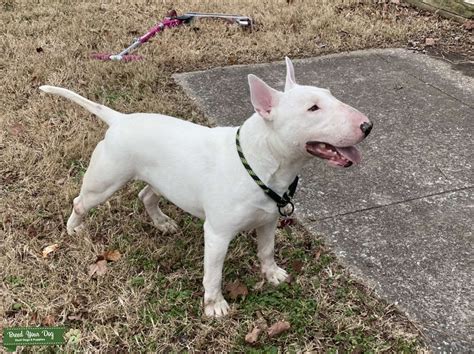 White English Bull Terrier - Stud Dog in Kentucky , the United States ...