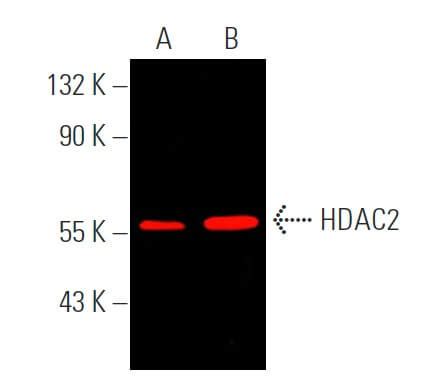 Anti Histone Deacetylase 2 HDAC2 Antibody 3F3 SCBT Santa Cruz