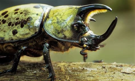 top  largest beetles crawling      animals