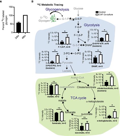 Fibroblasts Mobilize Tumor Cell Glycogen To Promote Proliferation And