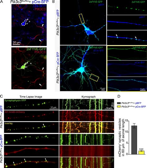 Ptdins P Lipids Are Required For Ankb Association With Membrane Cargo