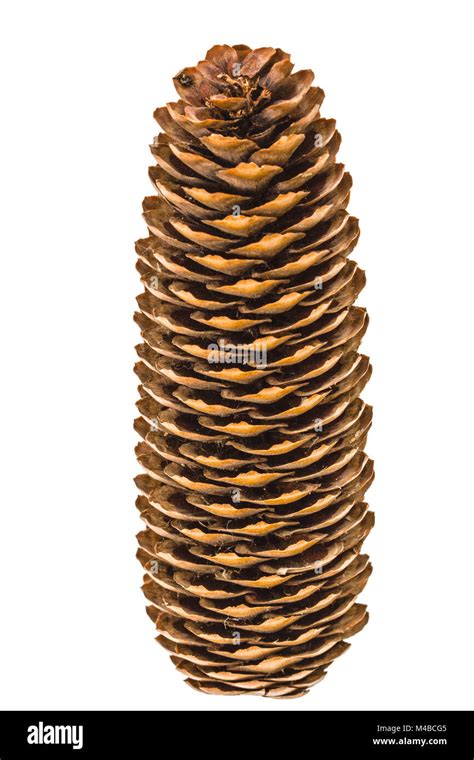 Big Of Spruce Pinecone Isolated On A White Background Stock Photo Alamy