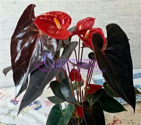 Антуриум Деликате (Anthurium Andreanum Delicate)