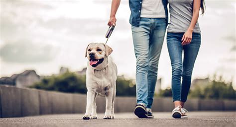 Zehn Tipps für den Umgang mit dem Hund MEIKO