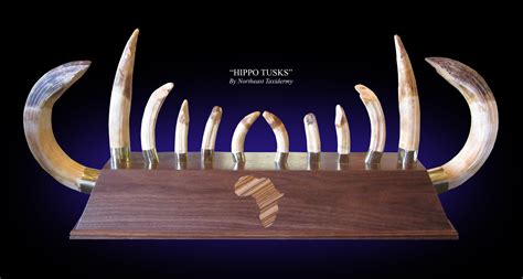 Hippo Tusks Mount Hippo Tusks Taxidermy