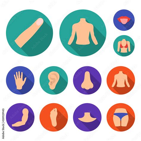 Part Of The Body Limb Flat Icons In Set Collection For Design Human