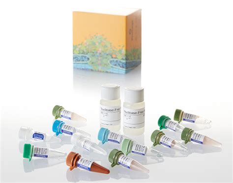 Our Best Sellers: PCR & RT- PCR kits & enzymes - IM Beit HaEmek