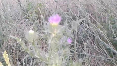Расторопша.Татарник колючий.Полезные свойства и противопоказания - YouTube