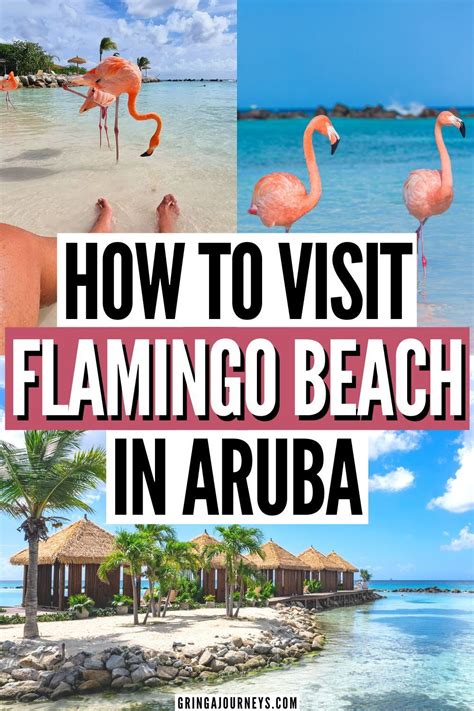 How To Visit Flamingo Beach In Aruba The Most Beautiful Island In Africa