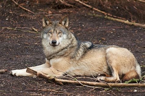 Premium Photo Grey Wolf Canis Lupus